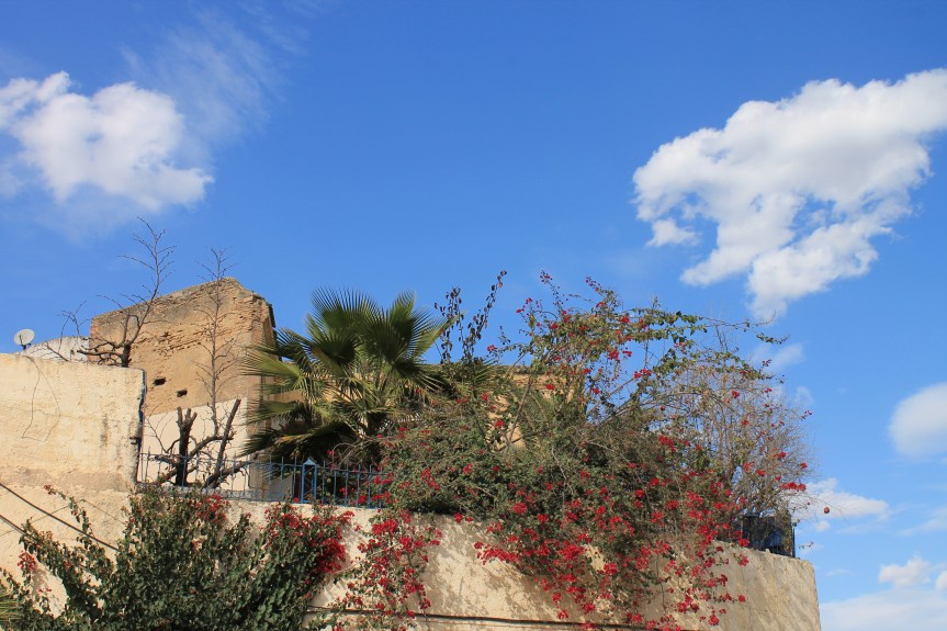 house top overflowing with plants and flowers