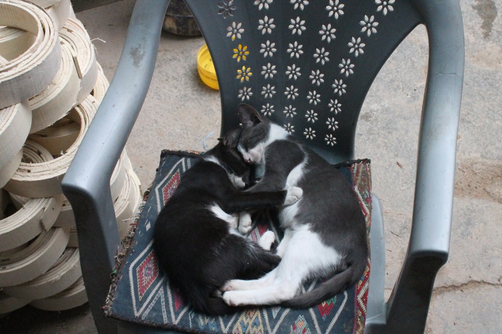 two cats sleeping side by side in plastic chair