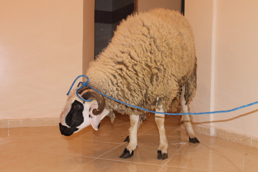 sheep tied with blue rope