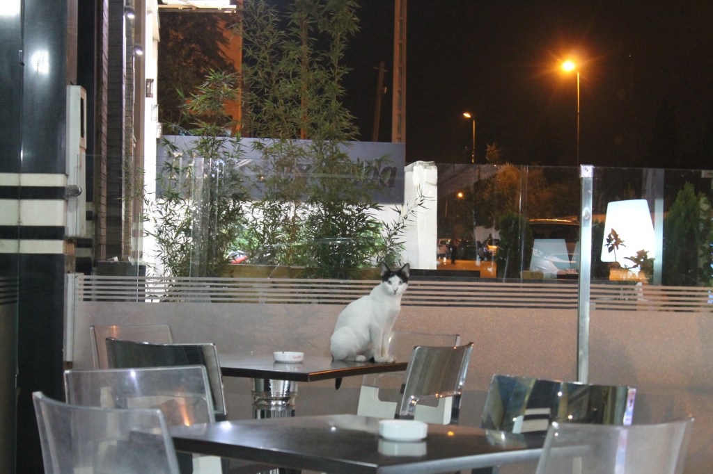white and black cat on cafe table