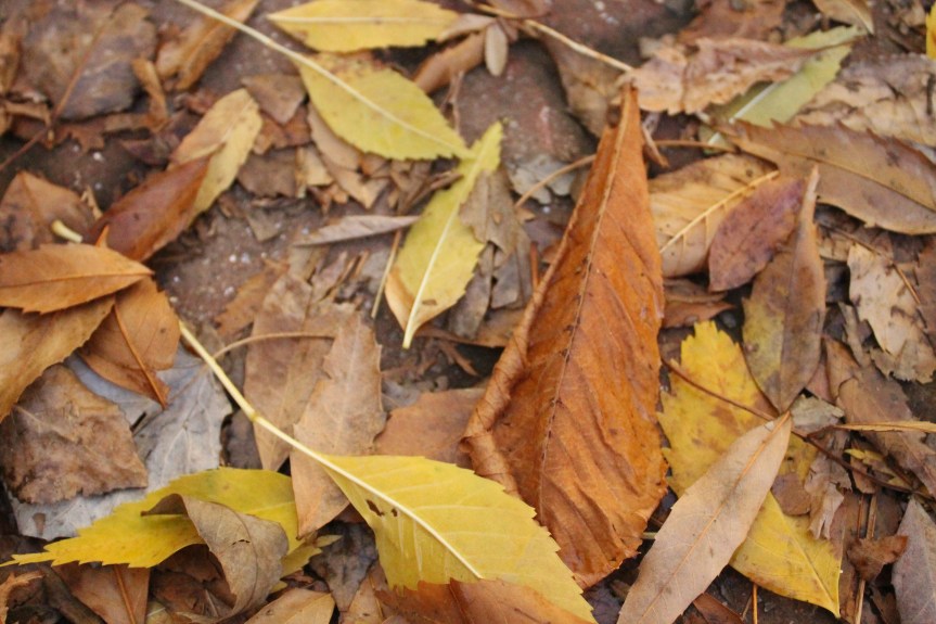 One day of&nbsp;autumn