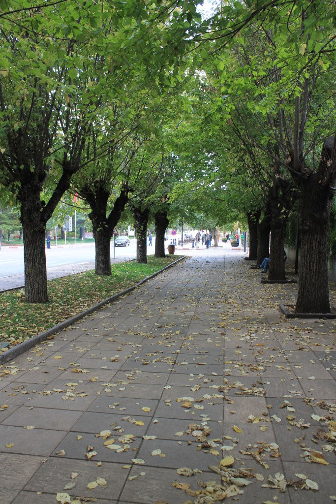 tree lined sidewalk