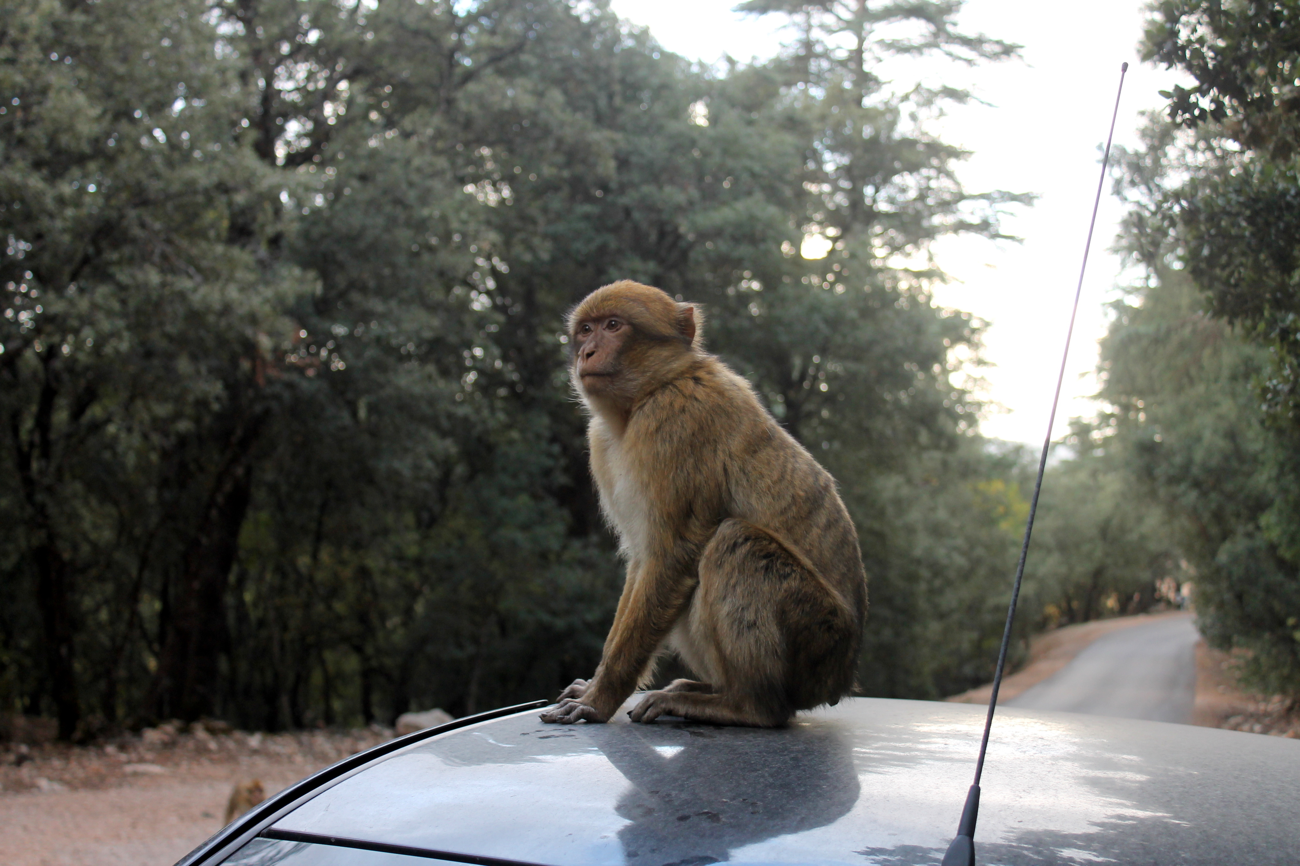 monkey perched on top of car