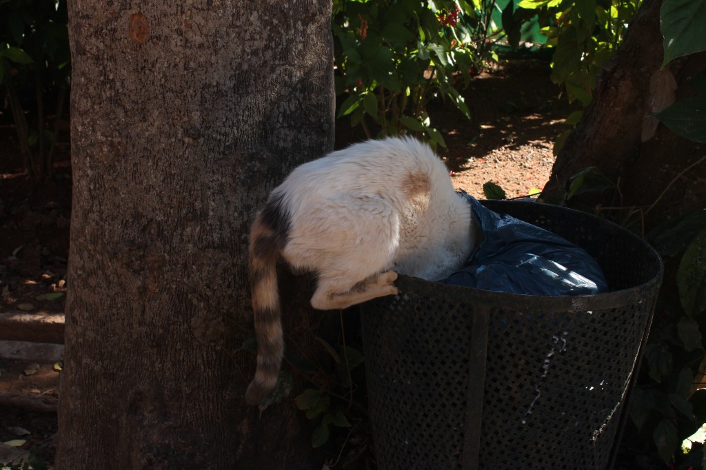 cat digging through trash can