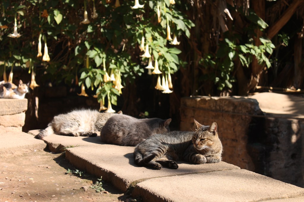 three cats dozing on stone path in the sun