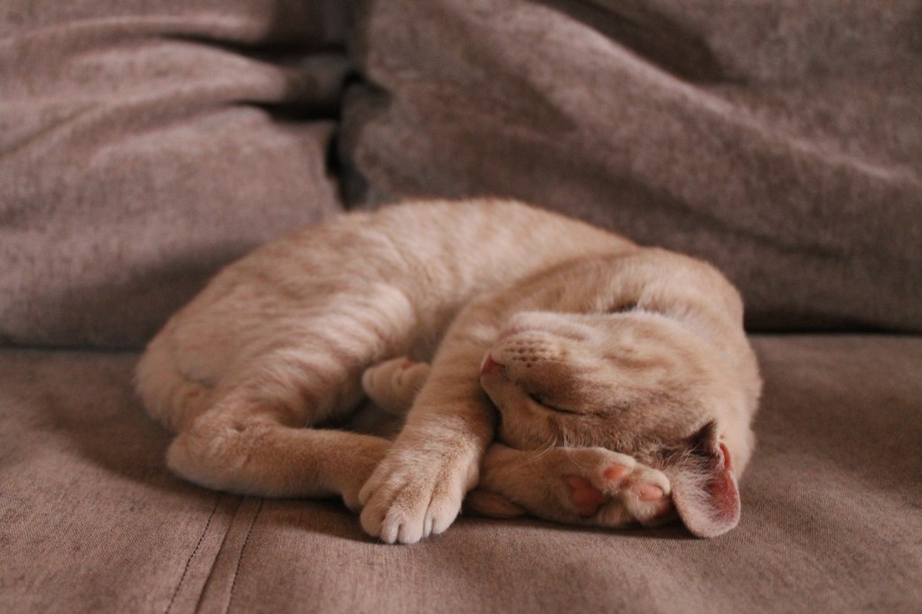 cat curled up on sofa