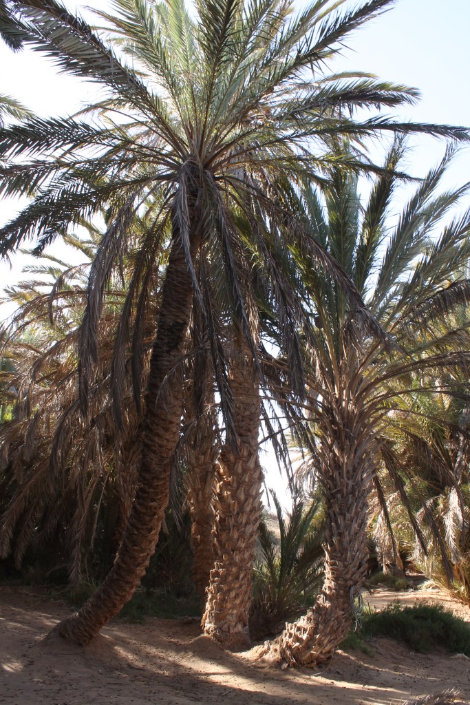 date palms