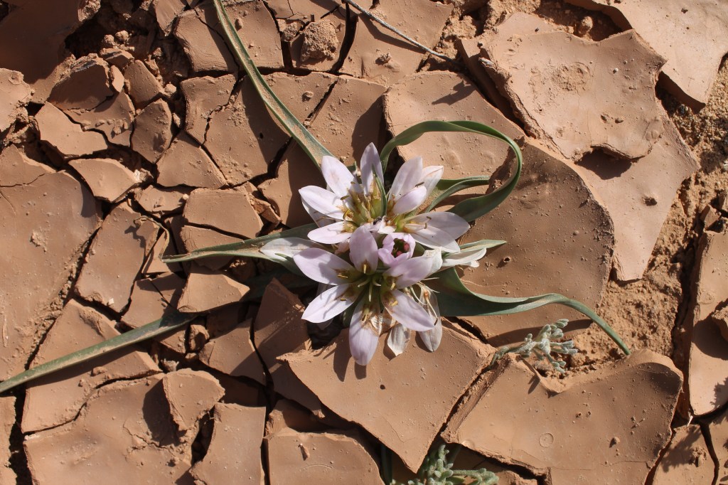 desert flower blooming between cracks in desert floor