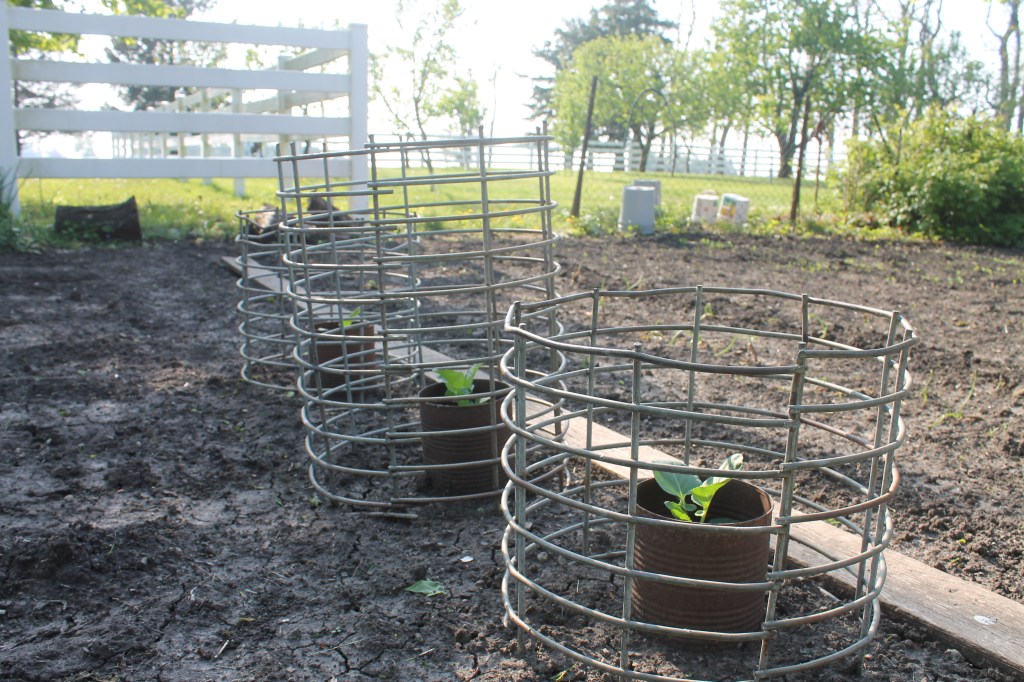 young plants in garden surrounded by cages