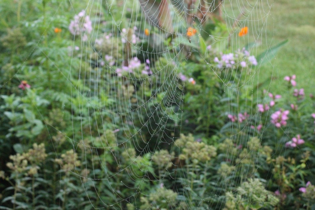 spider web over flower garden