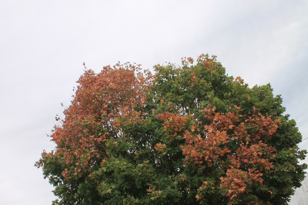 green tree top turning orange