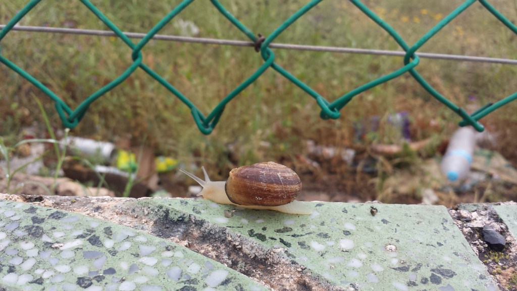 snail gliding along tile sidewalk