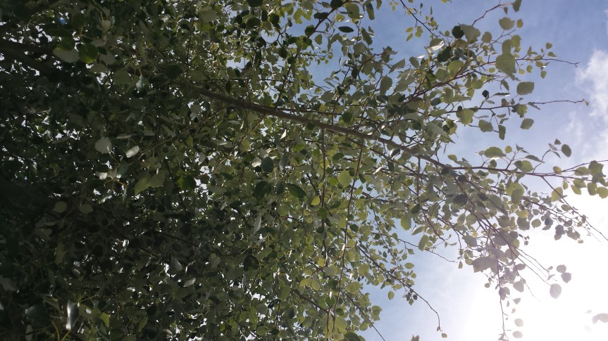 silvery underside of tree