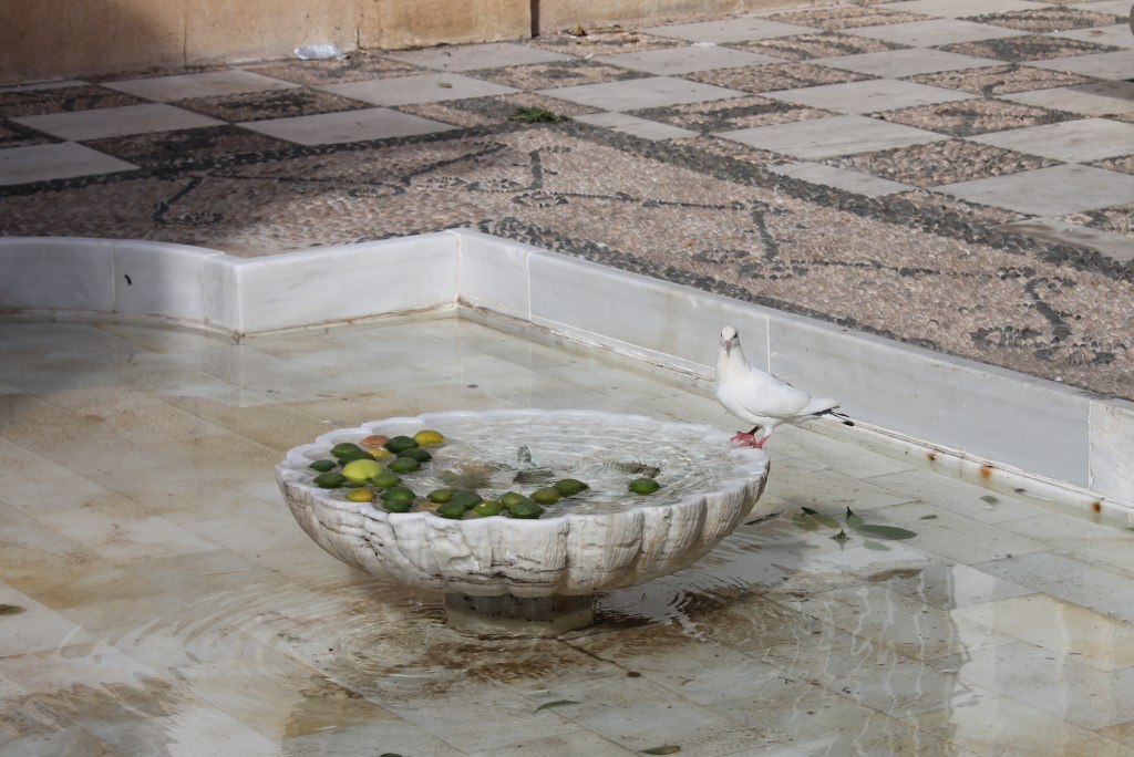 white bird on lip of fountain filled with limes