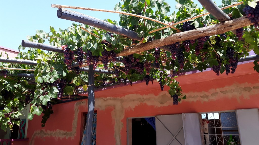 grape arbor above salmon colored house