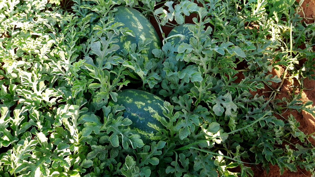 large watermelons hiding in vines