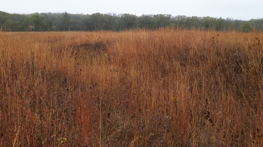 prairie grass