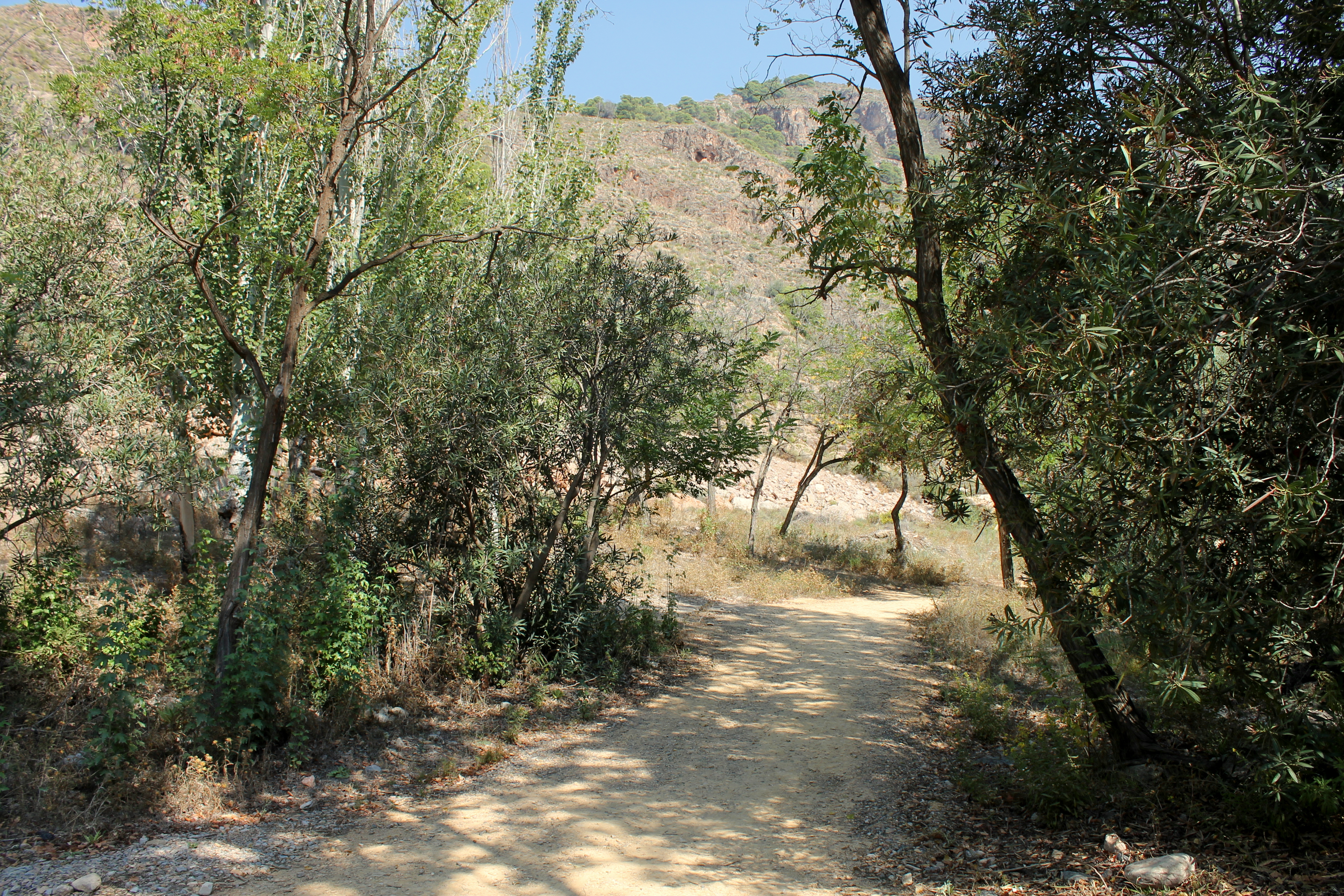 sunny path through trees