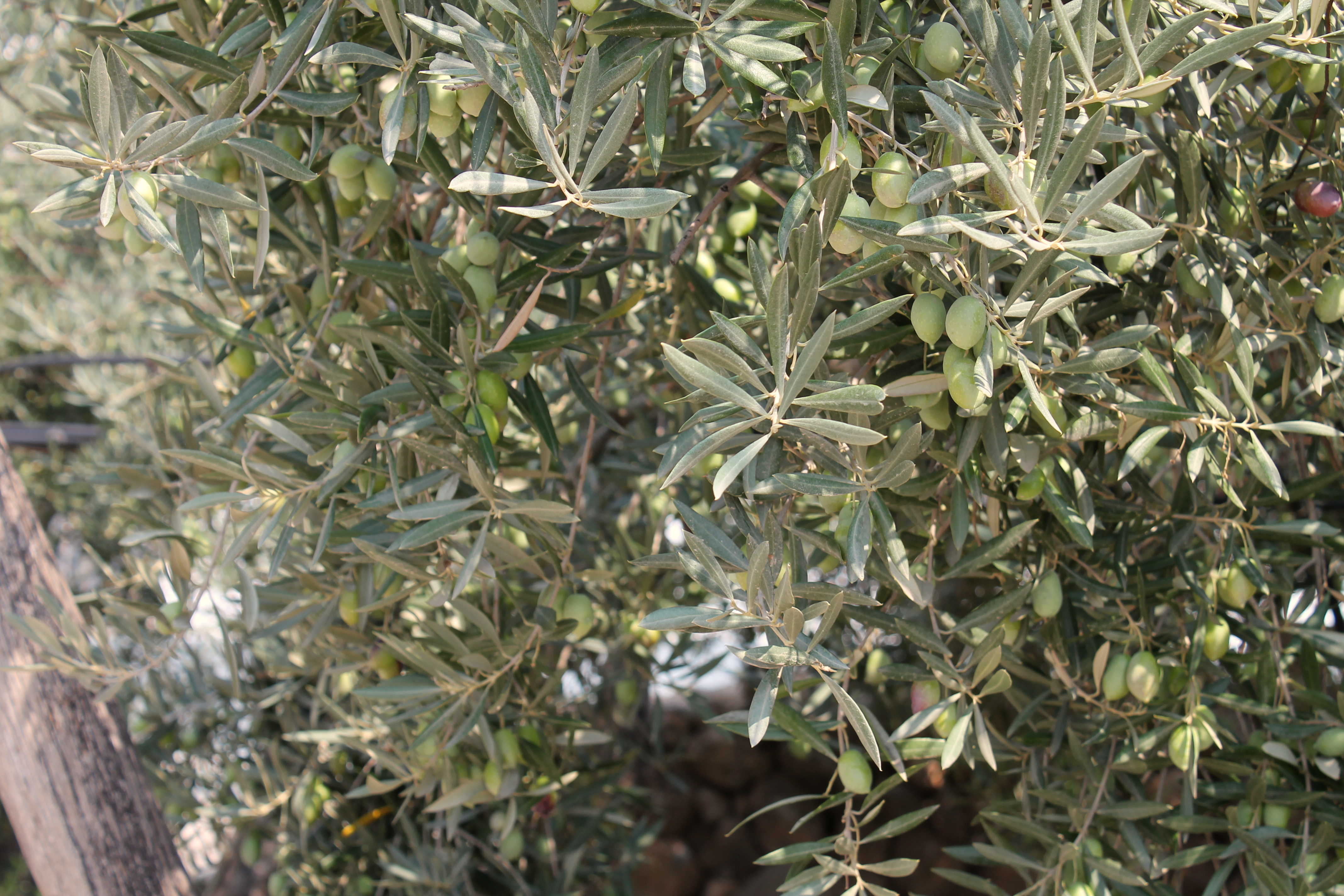 olive branches