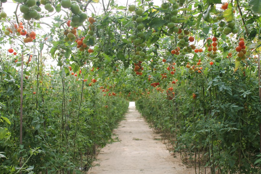 tomato plants in a greenhouse
