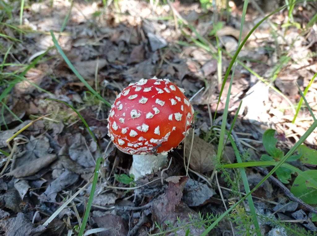 Red mushroom on forest floor