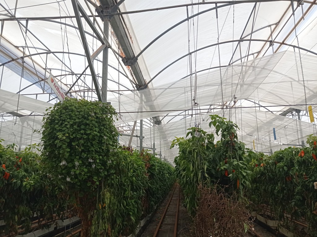 Inside a plastic greenhouse