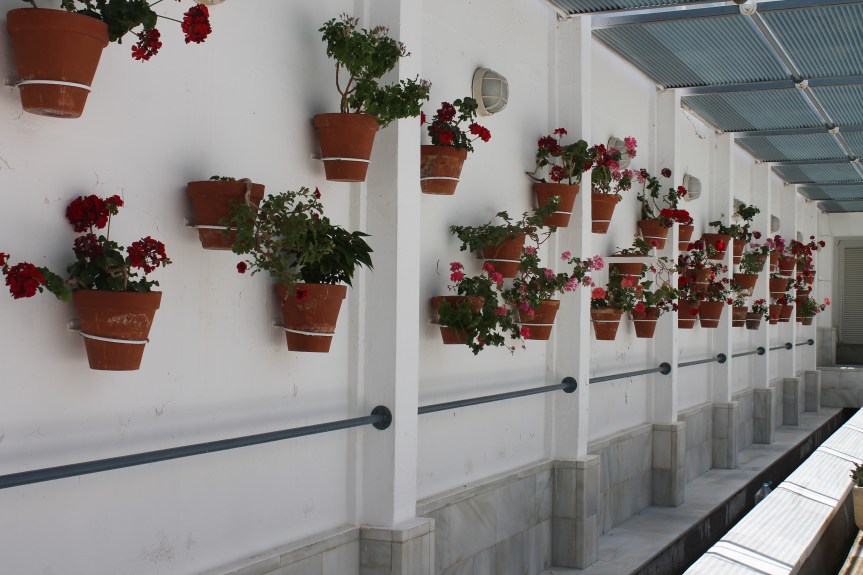 Terracotta flower pots with bright geraniums attached to white wall